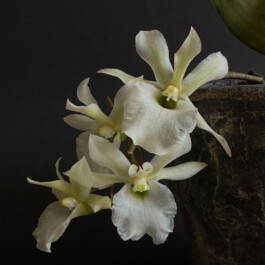  orchidaceae.xyz