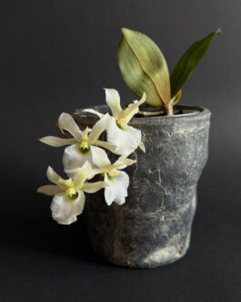 orchidaceae.xyz
