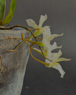 orchidaceae.xyz