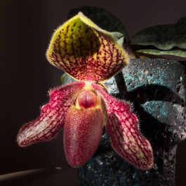  orchidaceae.xyz