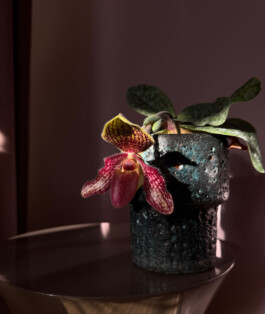 orchidaceae.xyz