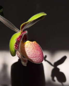 orchidaceae.xyz