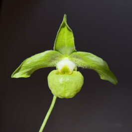 orchidaceae.xyz