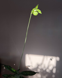 orchidaceae.xyz