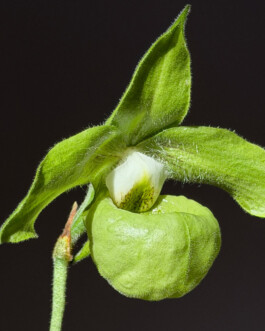 orchidaceae.xyz