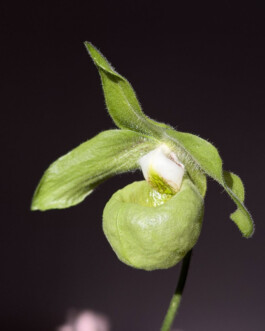 orchidaceae.xyz