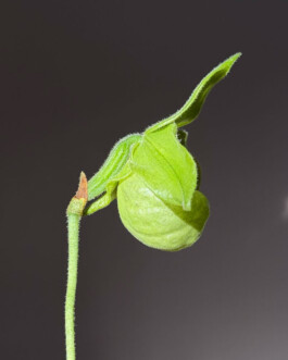 orchidaceae.xyz