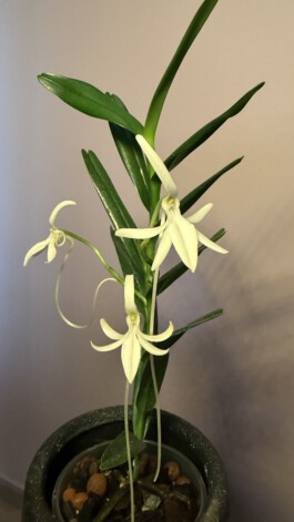 orchidaceae.xyz