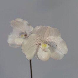 orchidaceae.xyz
