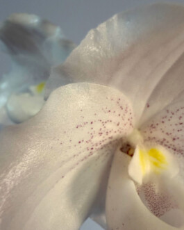  orchidaceae.xyz
