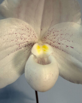  orchidaceae.xyz