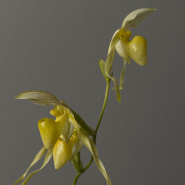 orchidaceae.xyz