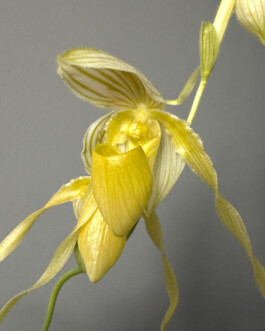 orchidaceae.xyz