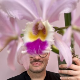 orchidaceae.xyz