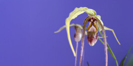  orchidaceae.xyz